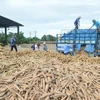 今年前3月越南木薯出口量同比增长14%
