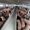 CP公司在北部首家屠猪场即将投入运行