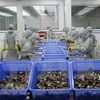 越南虾产业努力恢复虾类出口市场 
