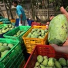 每年柬埔寨可向中国出口50万吨芒果