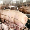 越南尽早杜绝将生猪和猪产品走私到越南的行为