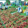 中国辽宁港集团新开“大连—越南”航线：越南蔬果加大对中国出口的良机