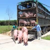 越南从泰国进口的首批500头生猪抵达乂安省