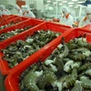 虾类价格将于第三季度回升