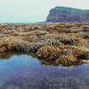 越南旅游：独特的燕礁——“地上水宫”