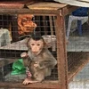 越南人民大力支持关闭野生动物交易市场