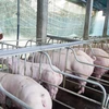 国家非洲猪瘟疫情预防工作计划获批