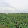 河南省正进入莲子收获的季节