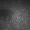 清化省发现14只亚洲黑熊和69只长颌带狸等稀有动物