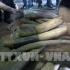 越南警方破获一起非法贩卖200公斤象牙案 3名犯罪嫌疑人获刑