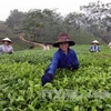 富寿省努力为茶叶产品申请品牌认证