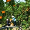 九龙江三角洲地区将果树种植面积扩大15万公顷