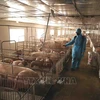 越南需要近2290亿越盾开展非洲猪瘟疫情防控工作