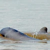 柬埔寨的4个伊洛瓦底江海豚保护区申请列入世界文化遗产