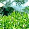 到2025年越南全国满足安全标准的茶叶种植面积达到55%