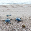 宁顺省把800多只稀有海龟放回大海