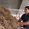 洪灾退后广平省农民一直努力恢复生产