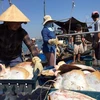 越南鱼业努力克服困难 完成全年既定目标