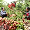 越南全国果树种植面积达110万公顷