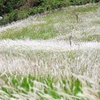 在日越南科学家发现须芒草在保健工作中的作用