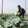 林同省在春节期间向市场提供近80万吨蔬菜