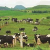 畜牧业迎来可持续发展的机会