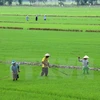 海水倒灌威胁九龙江三角洲地区100万公顷的水稻