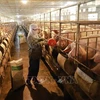 越南将于今年第三季度初将开始商业生产非洲猪瘟疫苗
