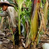 香蕉继续是老挝的主要出口农产品