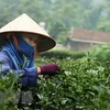 前2个月越南茶叶出口额猛增