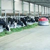 越南乳制品股份公司努力扩展生态农场模式