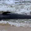 富安省：重达300公斤的鲸鱼冲上绥和海岸