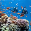 在越南富国岛香岛观赏珊瑚礁