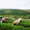 提高茶叶的经济效益：朝着价值链方向发展