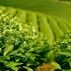 提高茶叶的经济效果：想方设法促进茶业可持续发展