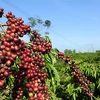越南大力提升咖啡的出口价值