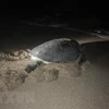 河静省：警民合力 将一只重约80公斤的珍稀海龟放回大海