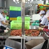 通过“越南网上商城” 帮助各家企业销售海阳荔枝和其他农产品