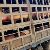 越南工贸部提醒对柬埔寨出口生猪的企业注意满足检疫要求