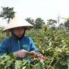 广治省的阿拉比卡咖啡产品在2021年越南特产咖啡比赛中荣获第一名