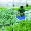 越南有机农产品在澳大利亚市场的发展前景广阔