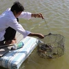 金瓯省努力做好水产养殖环境保护工作