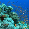  强化下龙湾海上珊瑚礁生态系统修复和保护工作