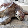 承天顺化省：一只珍稀海龟被放归大海