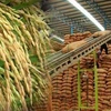 泰国大米价格创两年来新低