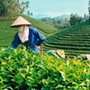 越南茶叶颇受澳大利亚消费者的欢迎