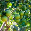 承天顺化省可持续发展南东橙子种植区
