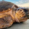 广平省将一重达120公斤海龟放归大海