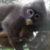 宁平省接收2只稀有的印支灰叶猴