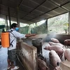 国际金融公司援助越南做好非洲猪瘟疫情防控工作